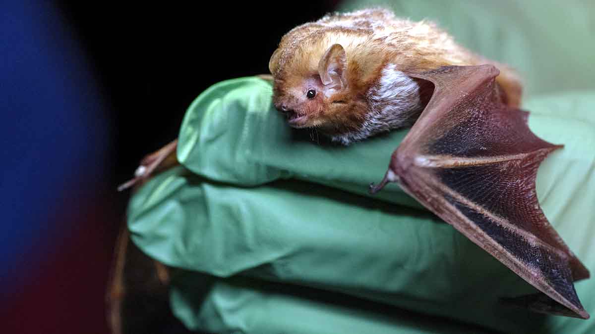 Disk Footed Bat Meghalaya