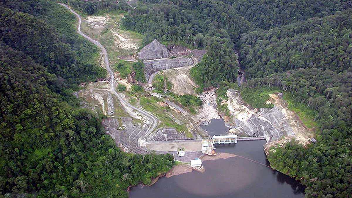 Rarest Great Ape may Extinct Soon