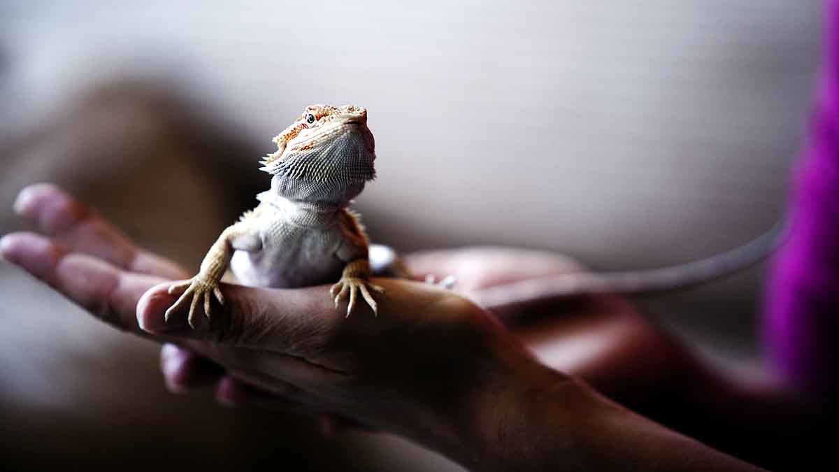 heat Changes Lizard Sex