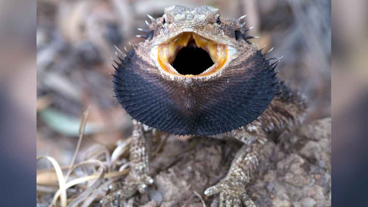 heat Changes Lizard Sex