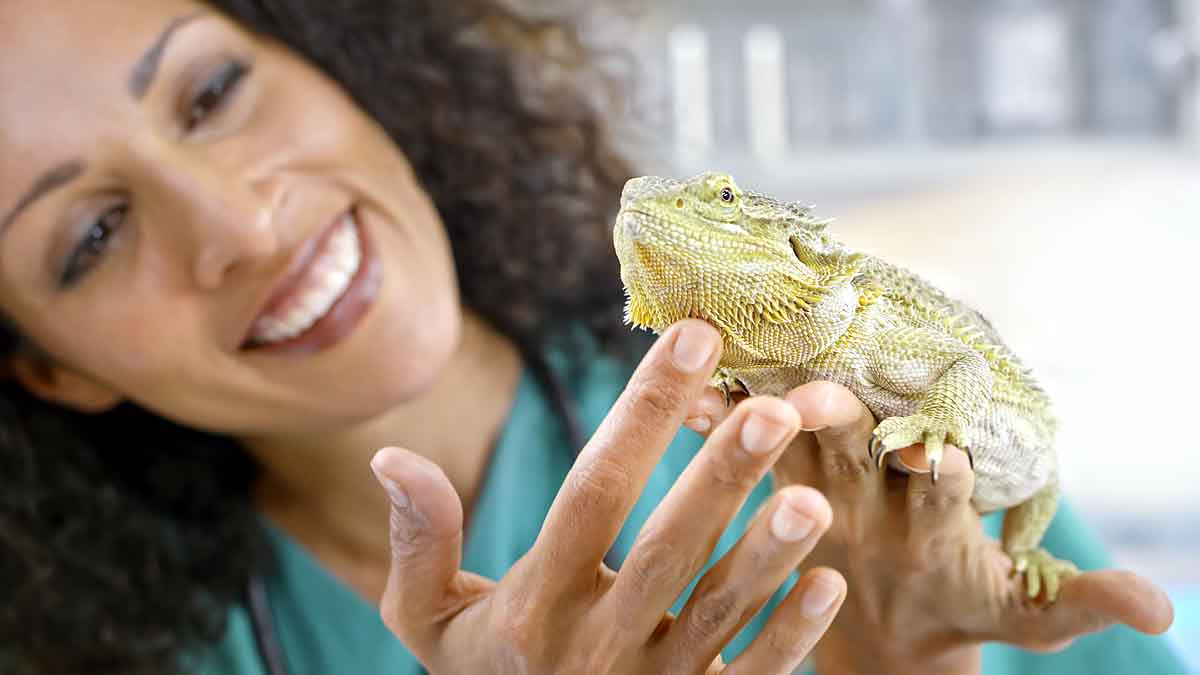 heat Changes Lizard Sex