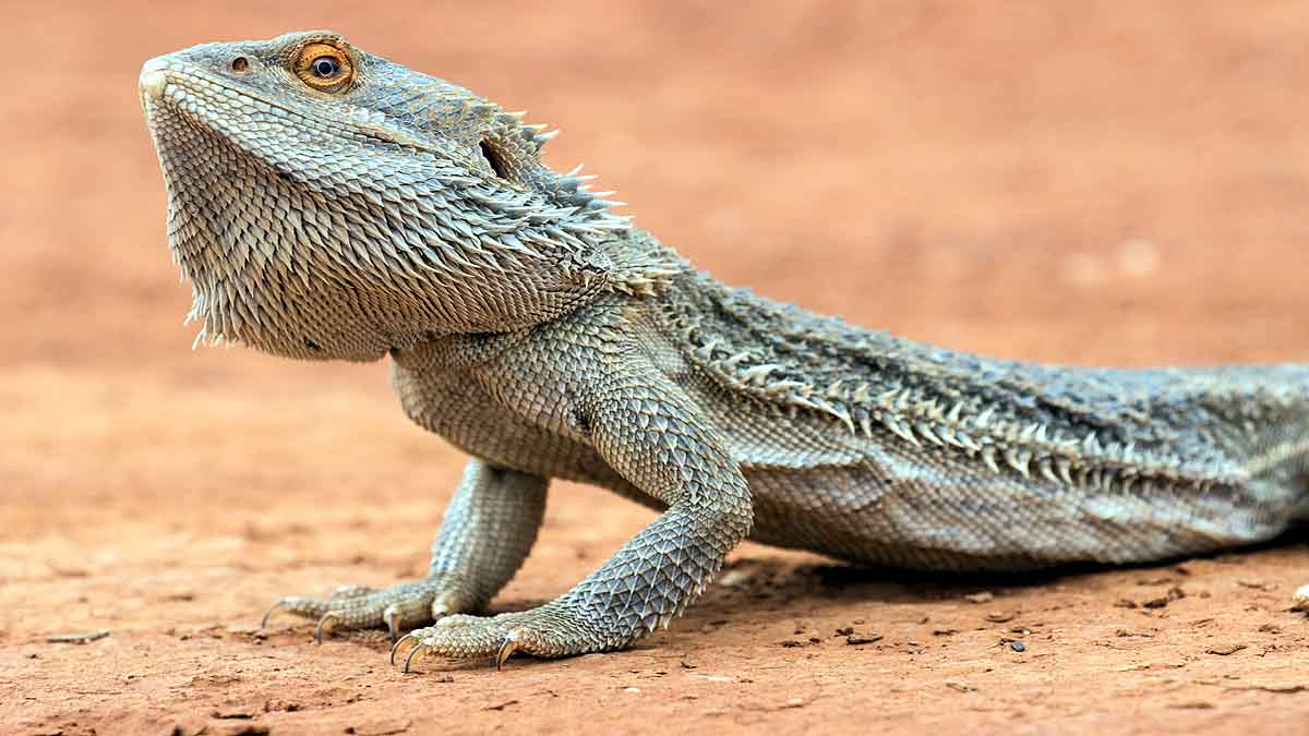 heat Changes Lizard Sex