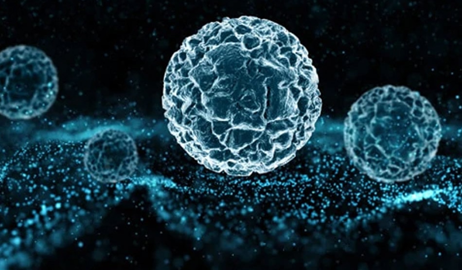 वेनस क्लॉट