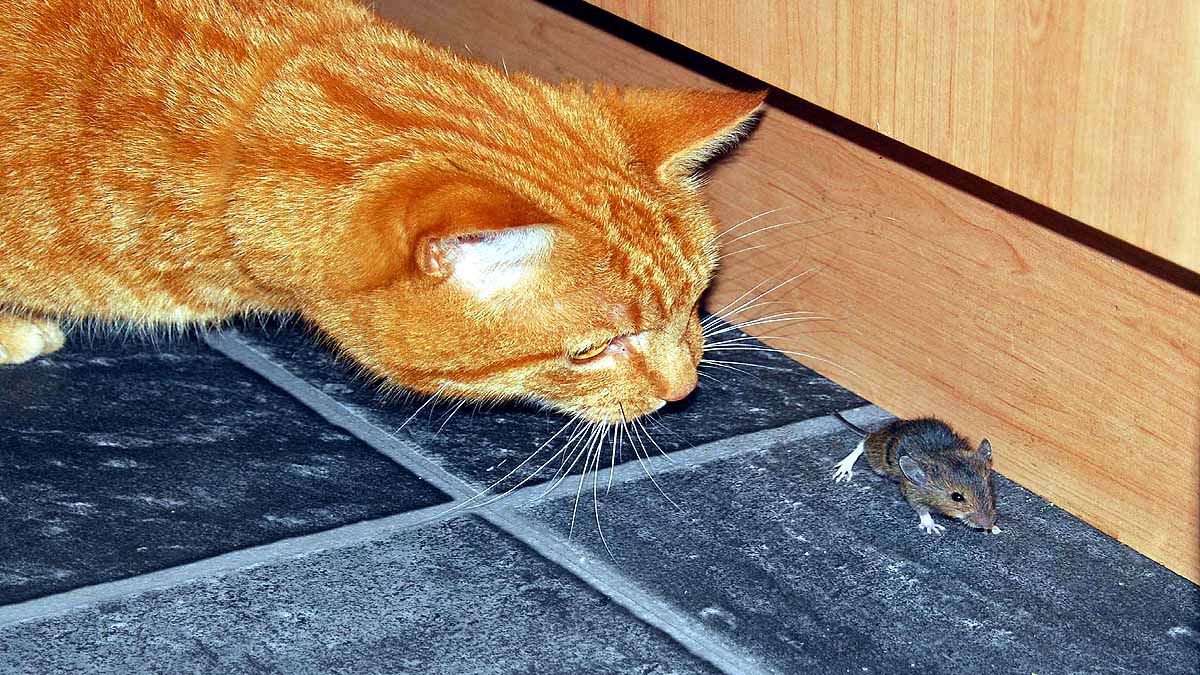 Invasive Species causing crores of Damages