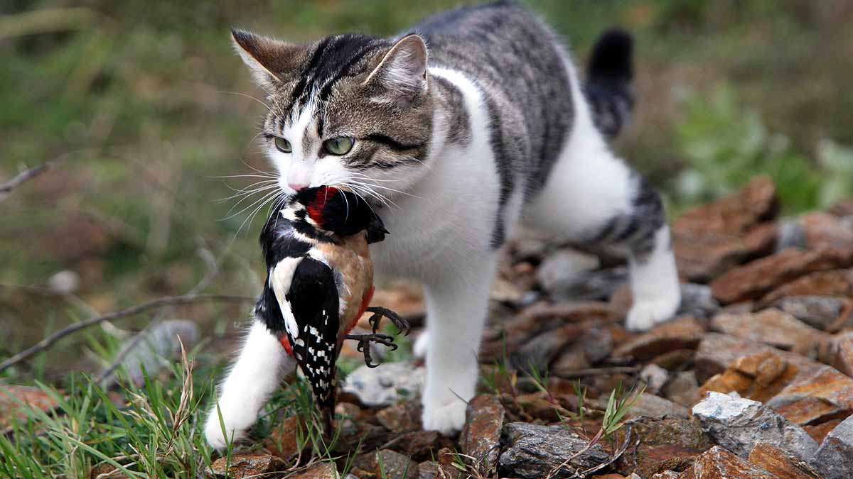 Invasive Species causing crores of Damages