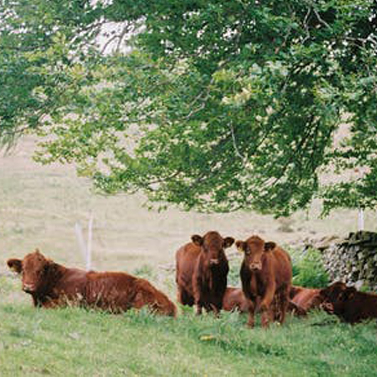 mysterious disease in canada