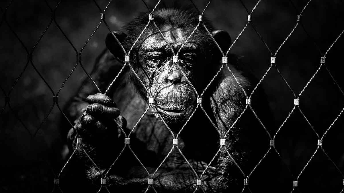 Human Monkey Mix Embryo 