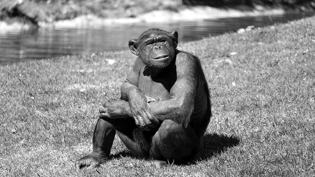 Human Monkey Mix Embryo 