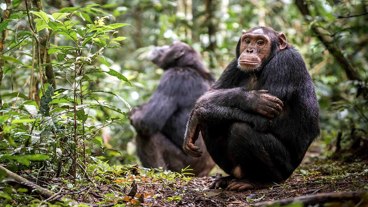 Chimpanzee Poop Oxford AstraZeneca Vaccine