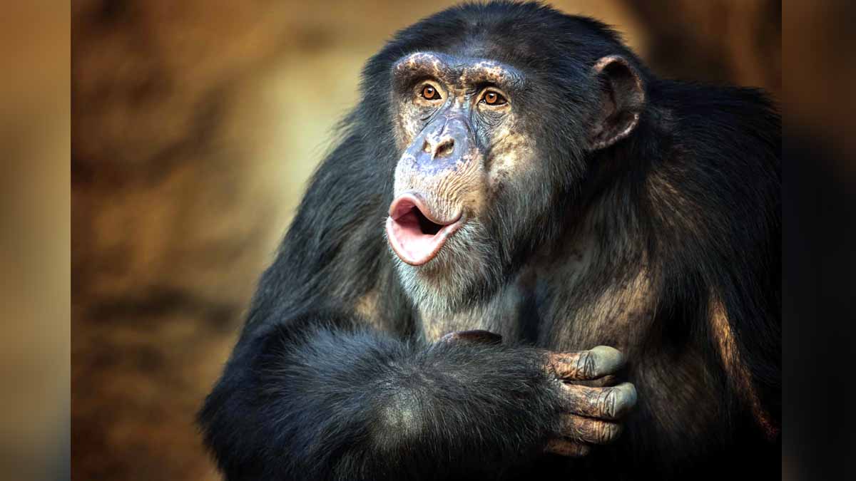 Chimpanzee Poop Oxford AstraZeneca Vaccine