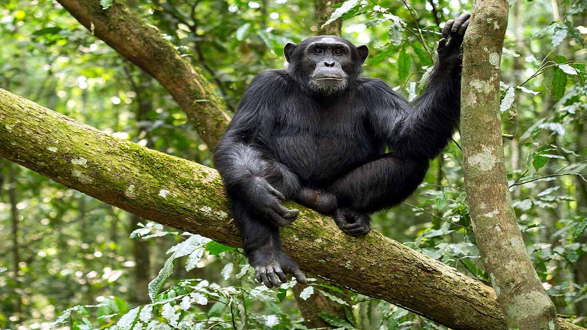 Chimpanzee Poop Oxford AstraZeneca Vaccine