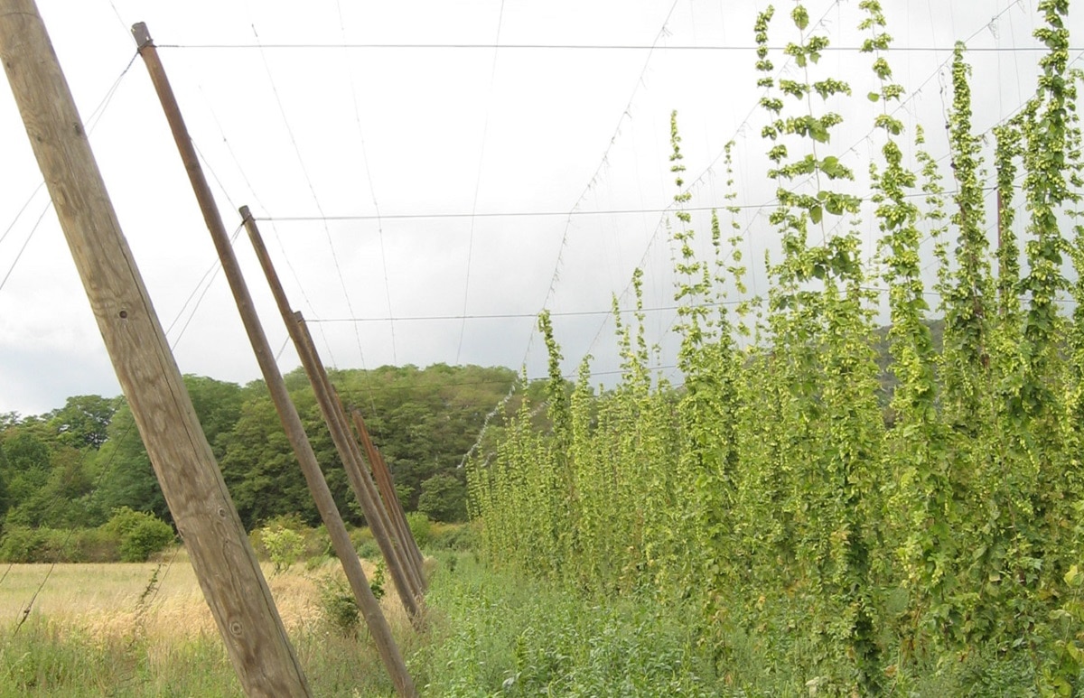 hop shoot crop