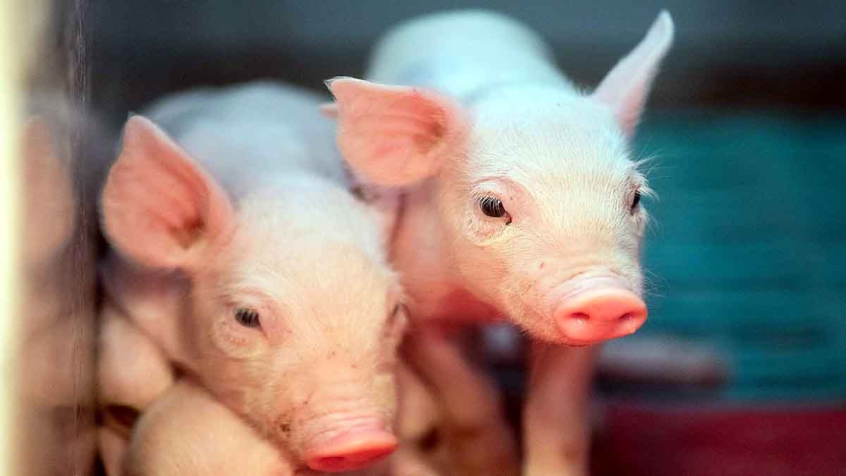 Coronavirus China 2016-17