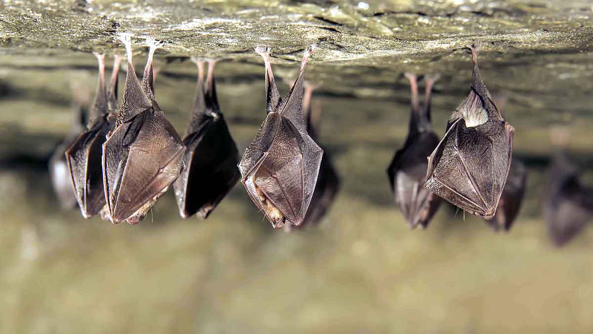 Coronavirus China 2016-17