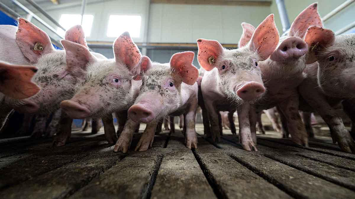 Coronavirus China 2016-17