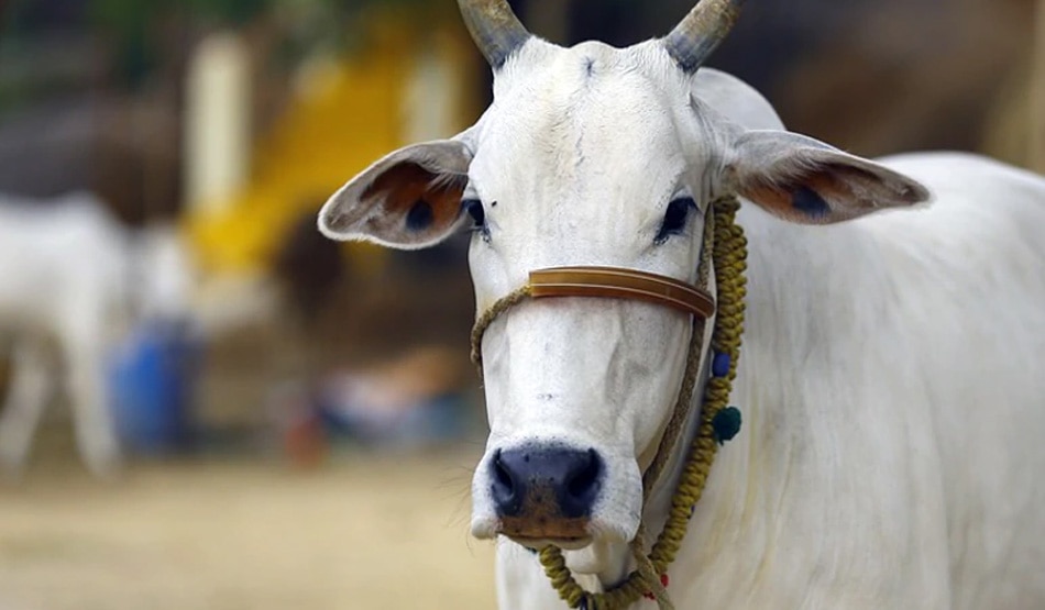 गाय का दूध निकालना