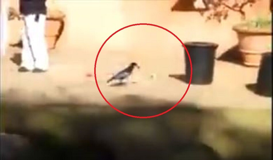 वायरल कौआ