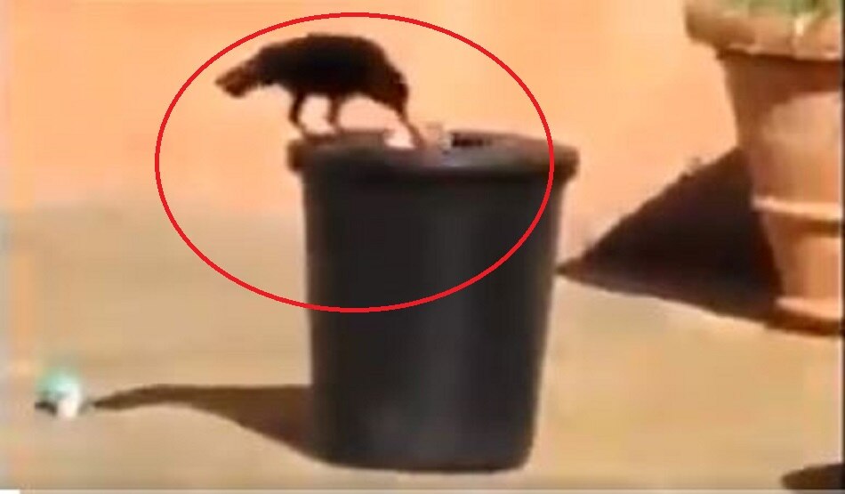 वायरल कौआ