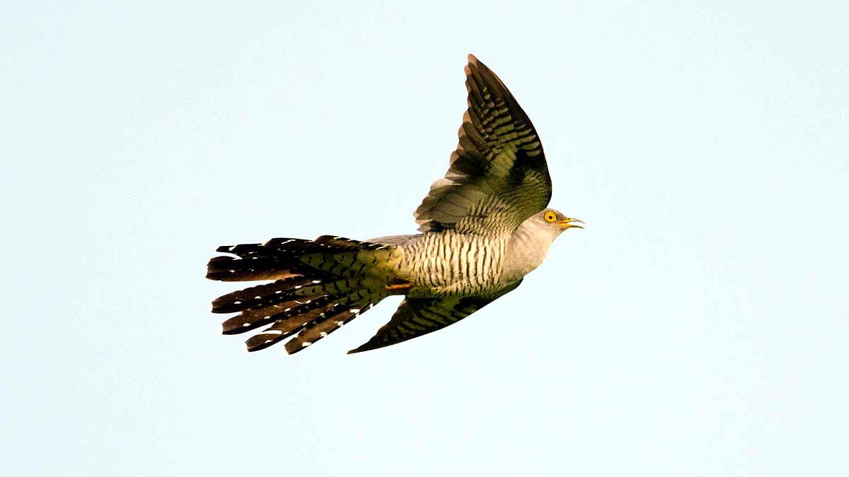 Cuckoo Bird crossed Sahara 10 times in 5 years