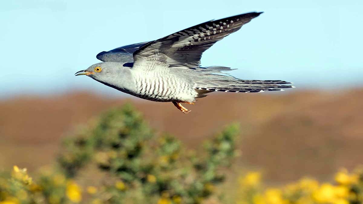 Cuckoo Bird crossed Sahara 10 times in 5 years