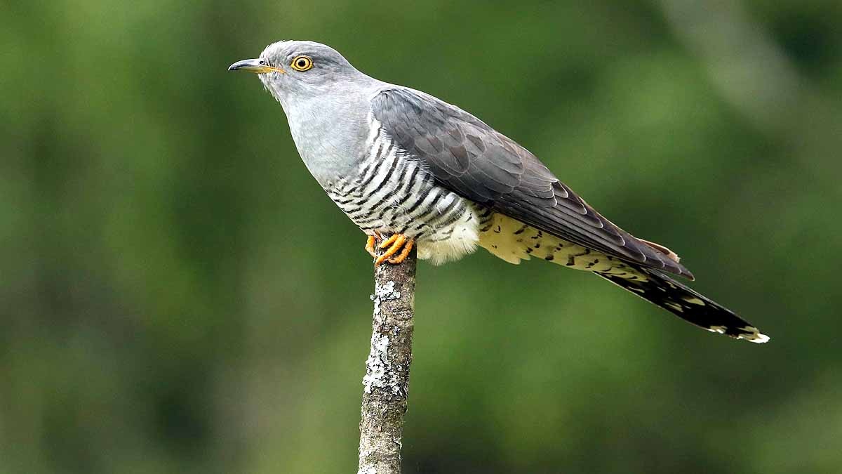 Cuckoo Bird crossed Sahara 10 times in 5 years