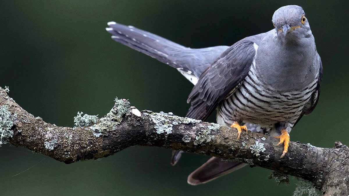 Cuckoo Bird crossed Sahara 10 times in 5 years