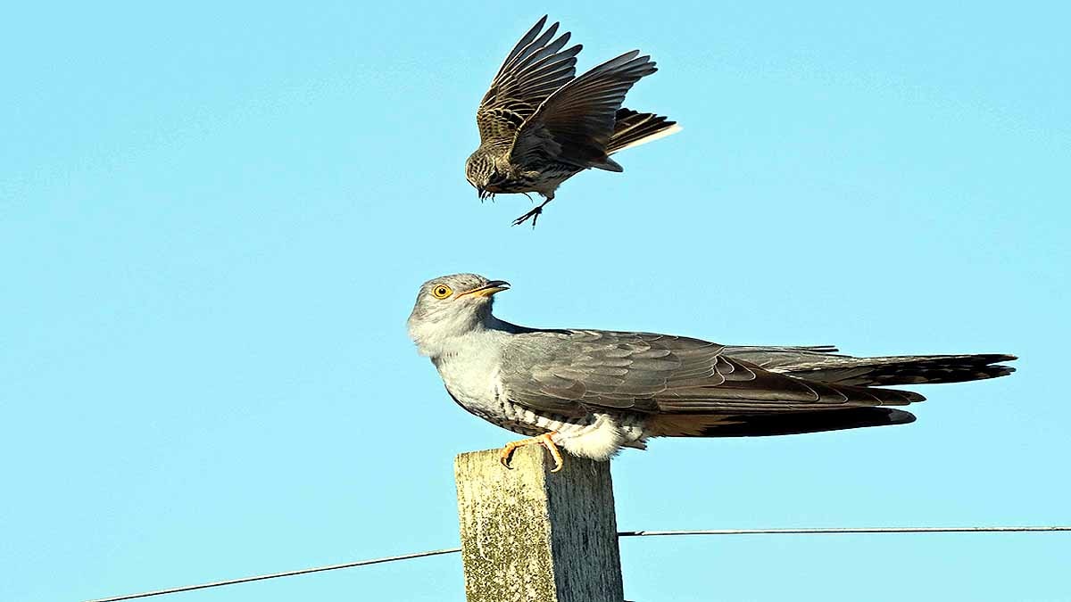 Cuckoo Bird crossed Sahara 10 times in 5 years