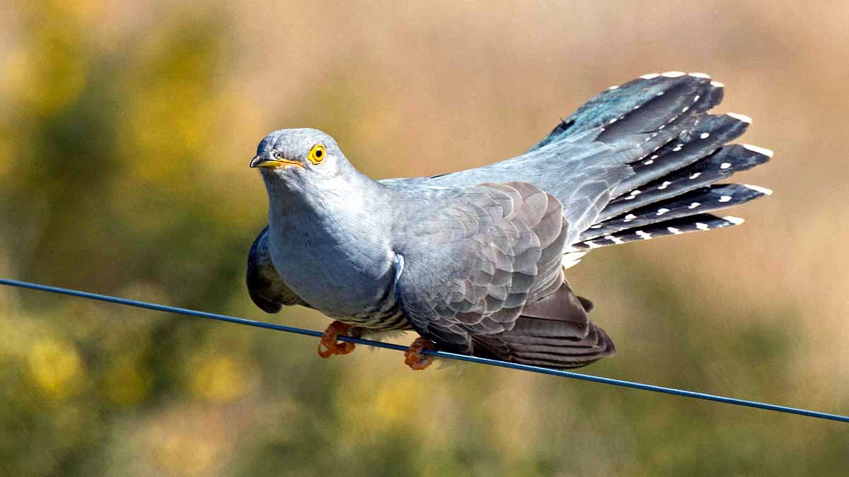 Cuckoo Bird crossed Sahara 10 times in 5 years