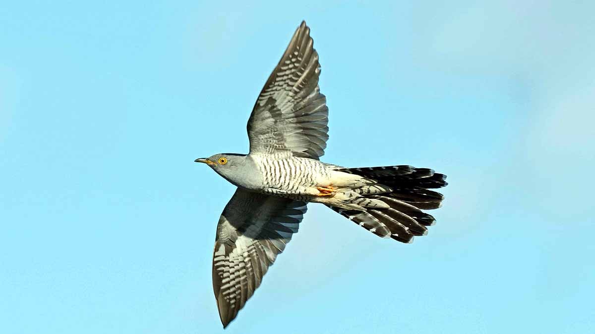 Cuckoo Bird crossed Sahara 10 times in 5 years