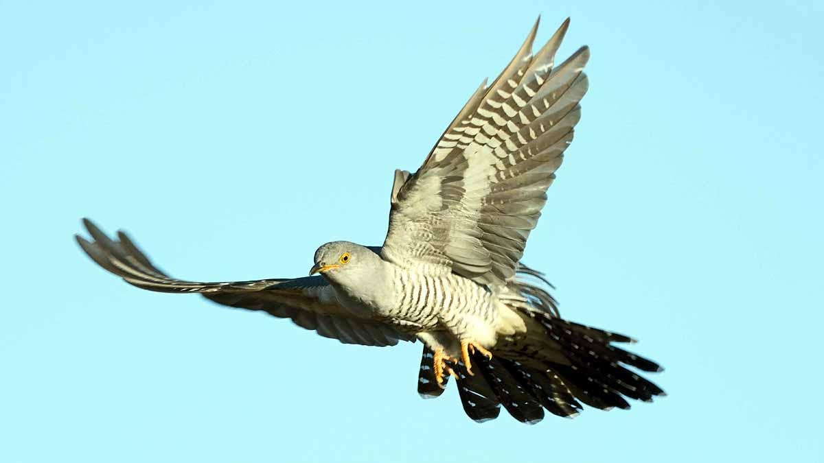 Cuckoo Bird crossed Sahara 10 times in 5 years