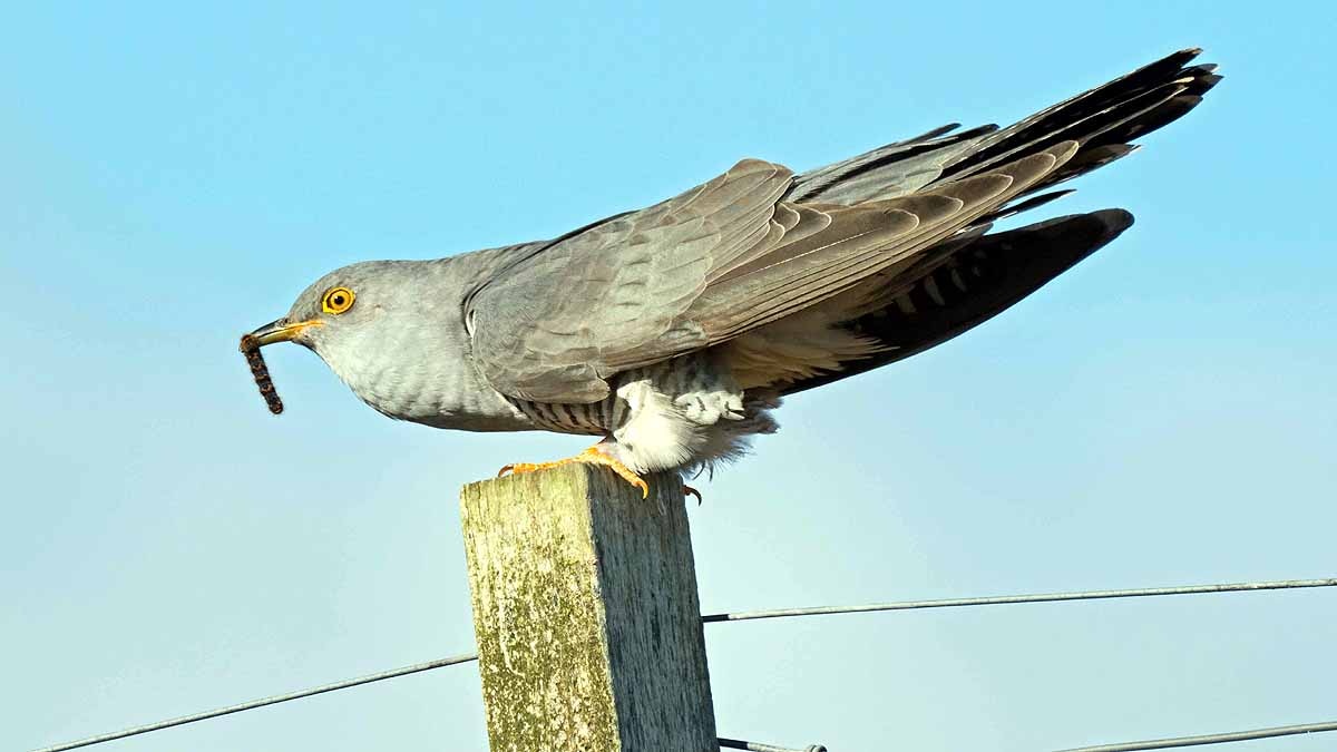 Cuckoo Bird crossed Sahara 10 times in 5 years