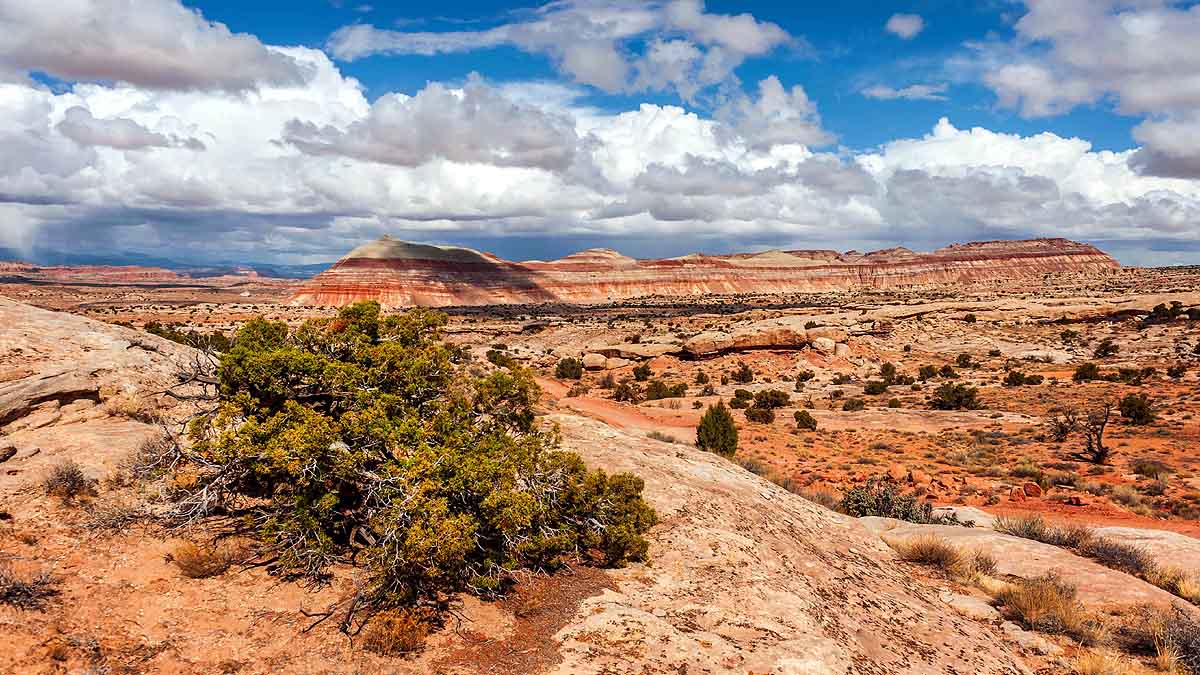 Dinosaurs Stomach Stone Reveals