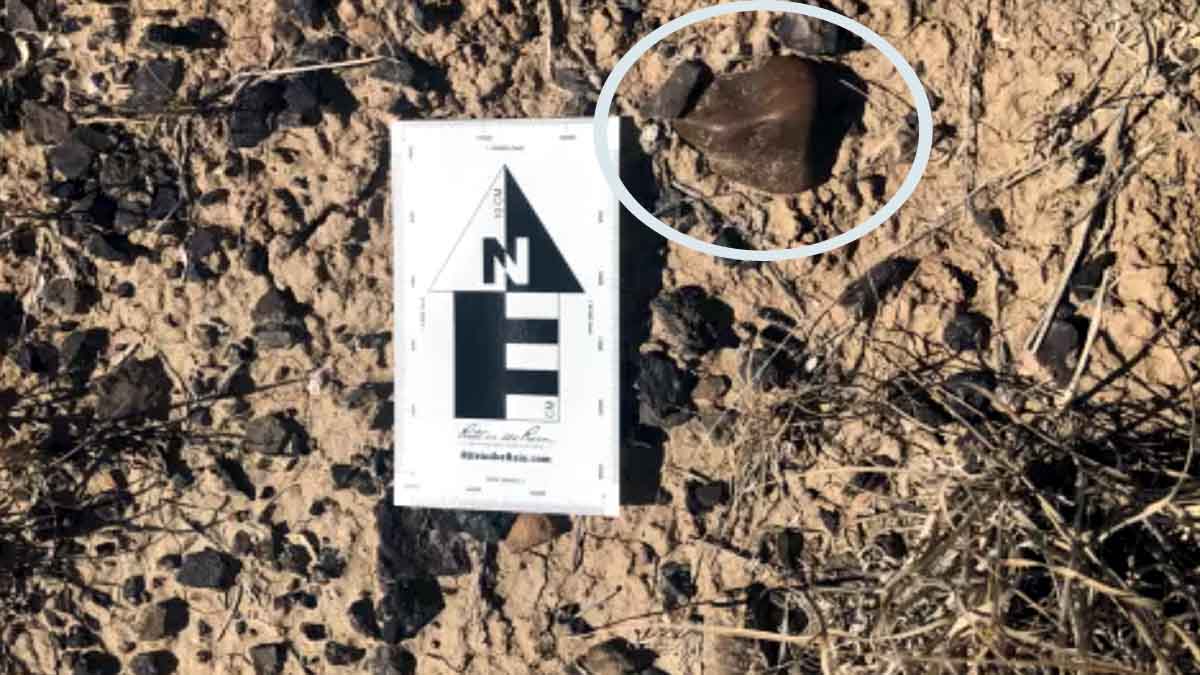 Dinosaurs Stomach Stone Reveals