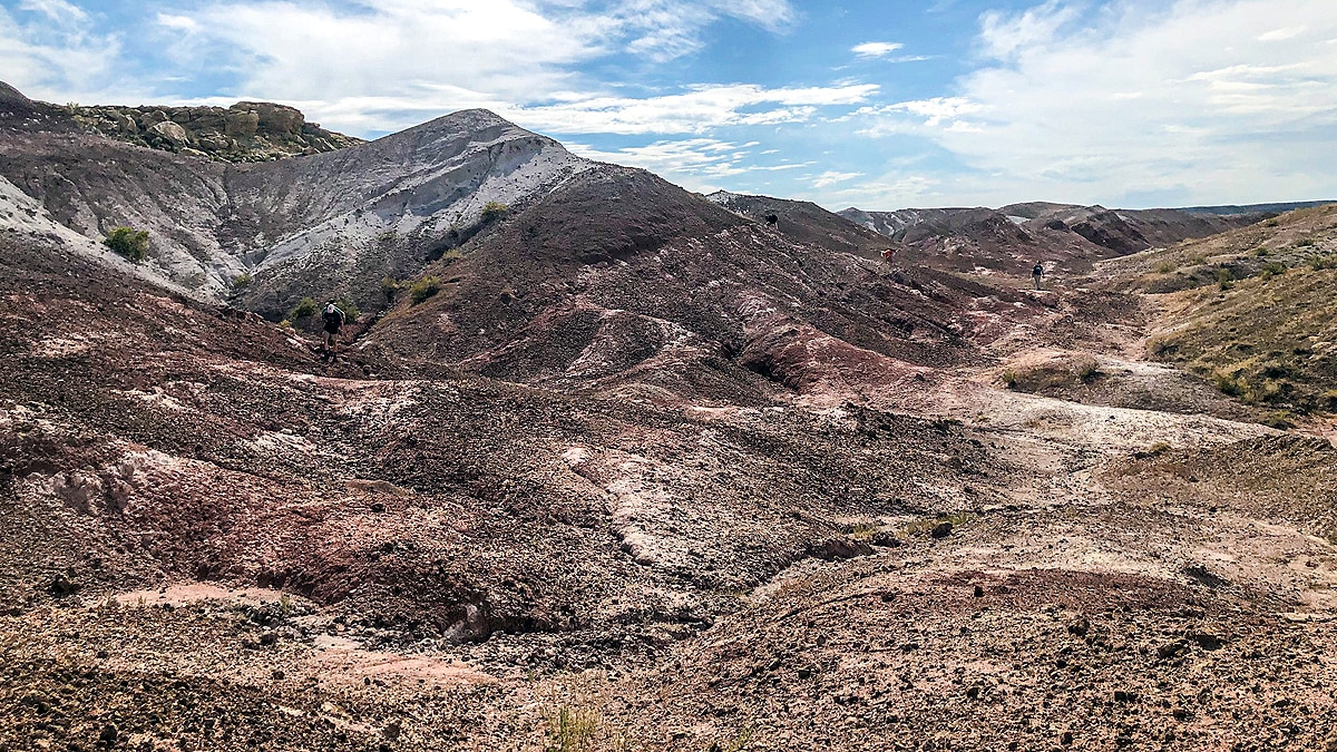 Dinosaurs Stomach Stone Reveals