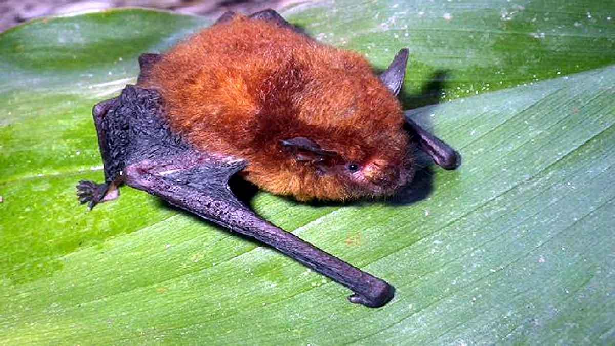 Disk Footed Bat Meghalaya