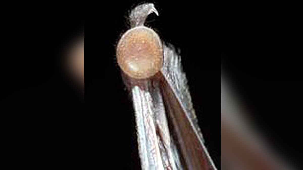 Disk Footed Bat Meghalaya