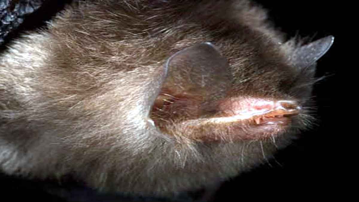 Disk Footed Bat Meghalaya