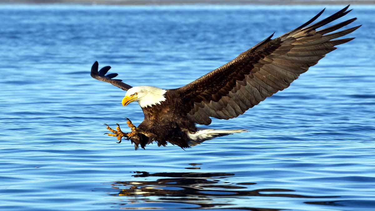 Eagles killed by Rat poison