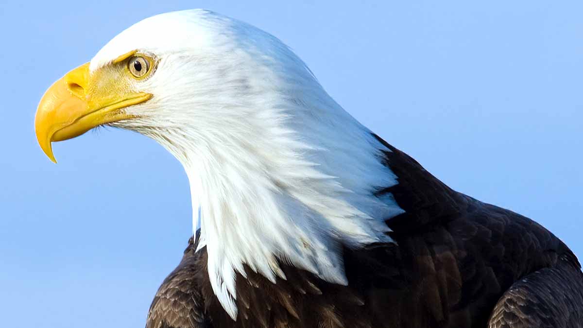 Eagles killed by Rat poison