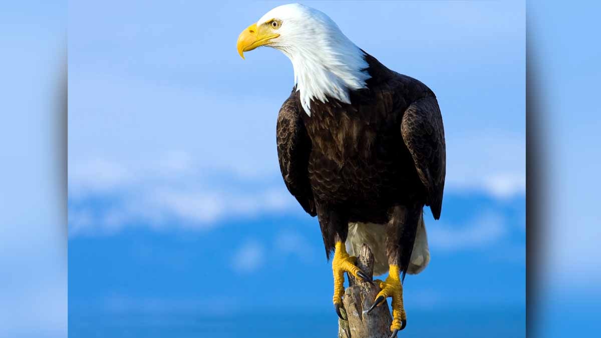 Eagles killed by Rat poison
