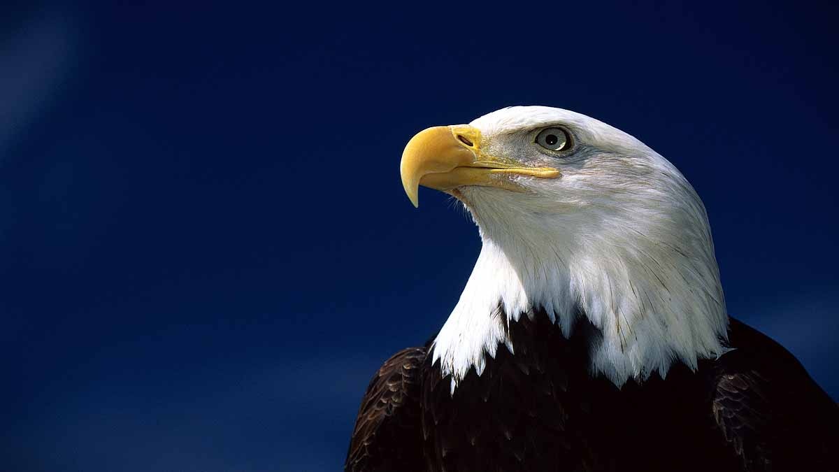 Eagles killed by Rat poison