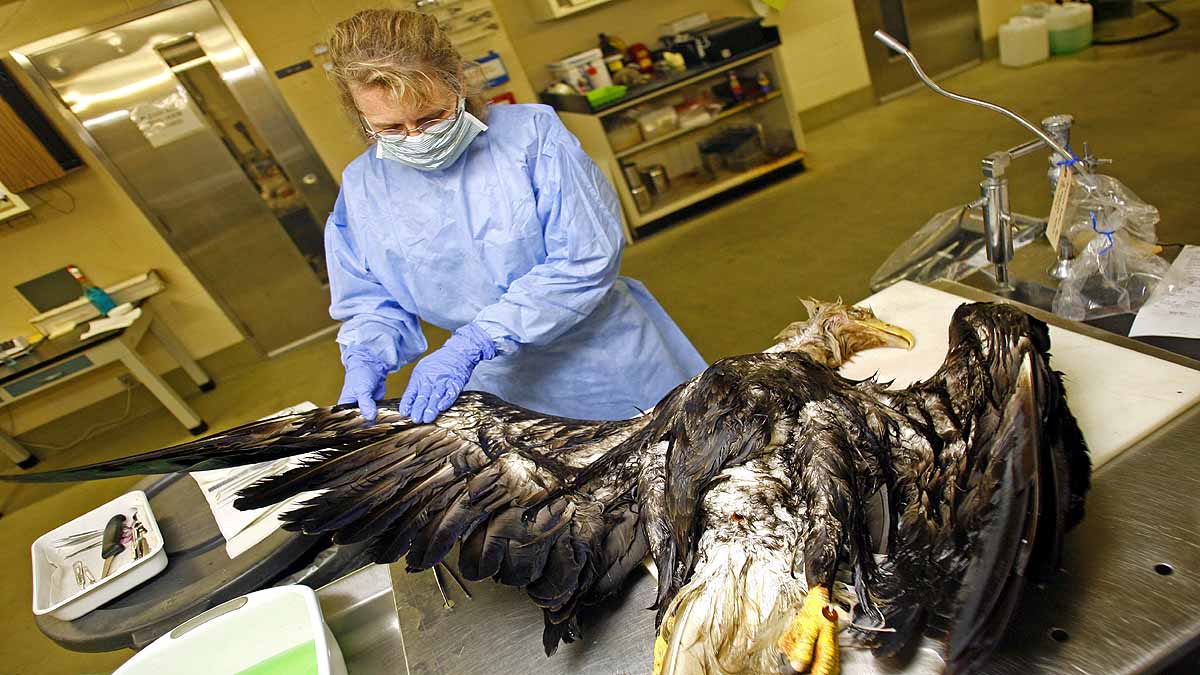 Eagles killed by Rat poison