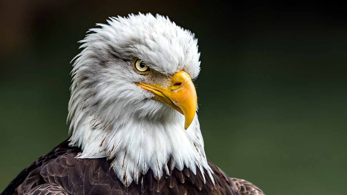 Eagles killed by Rat poison