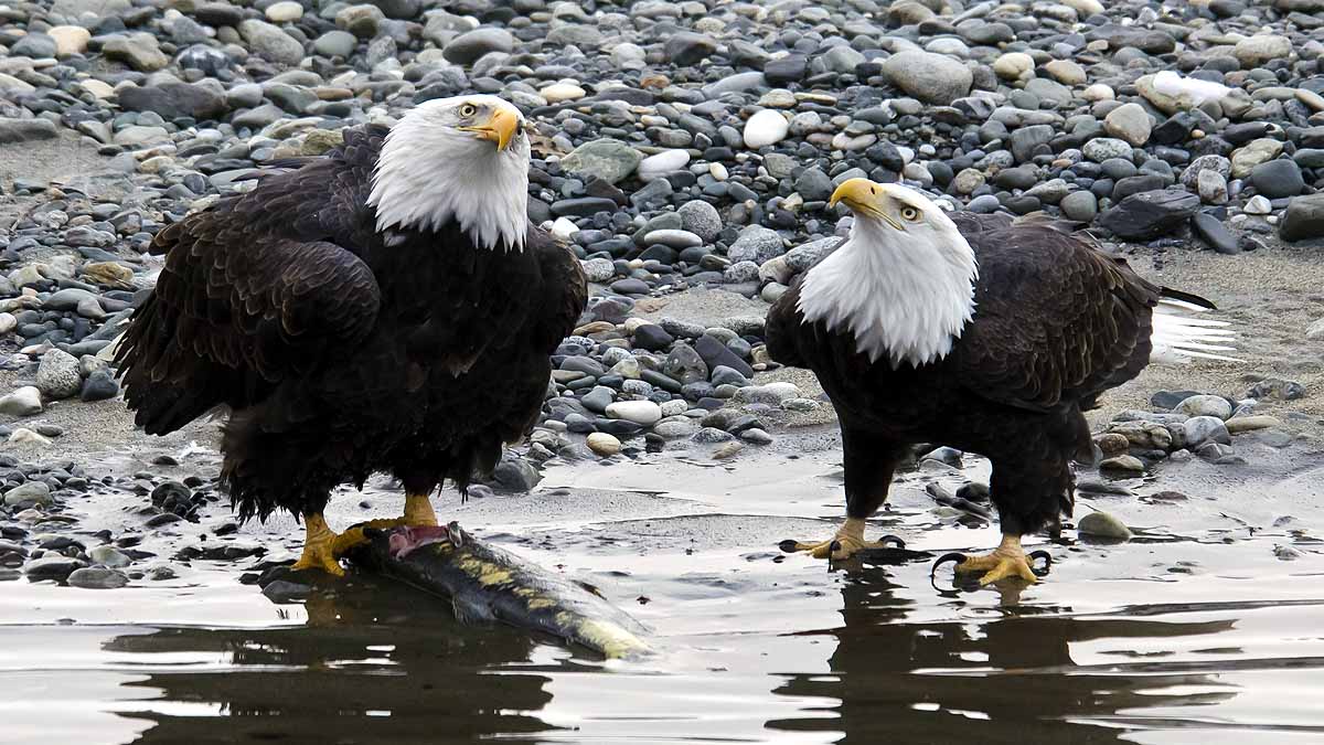 Eagles killed by Rat poison