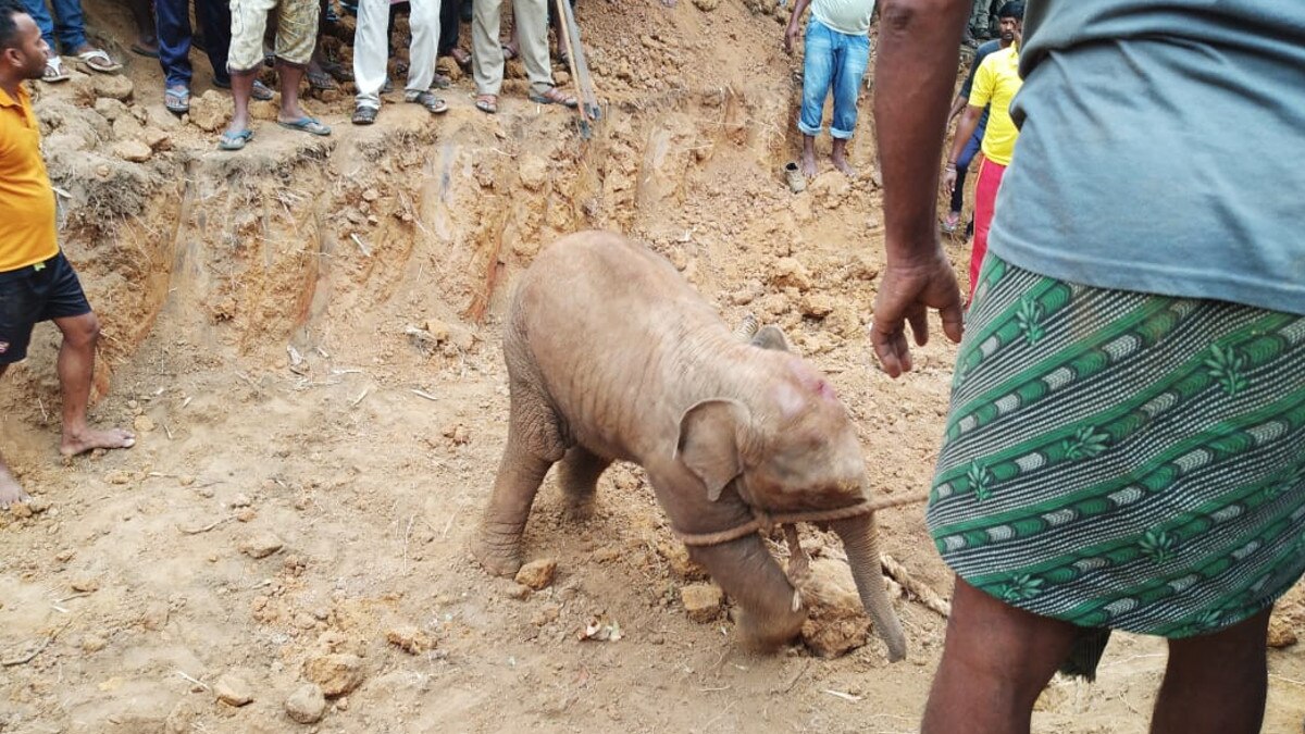  कुएं में ग‍िरा हुआ था हाथी का बच्चा, जेसीबी मशीन से खुदाई के बाद क‍िया रेस्क्यू