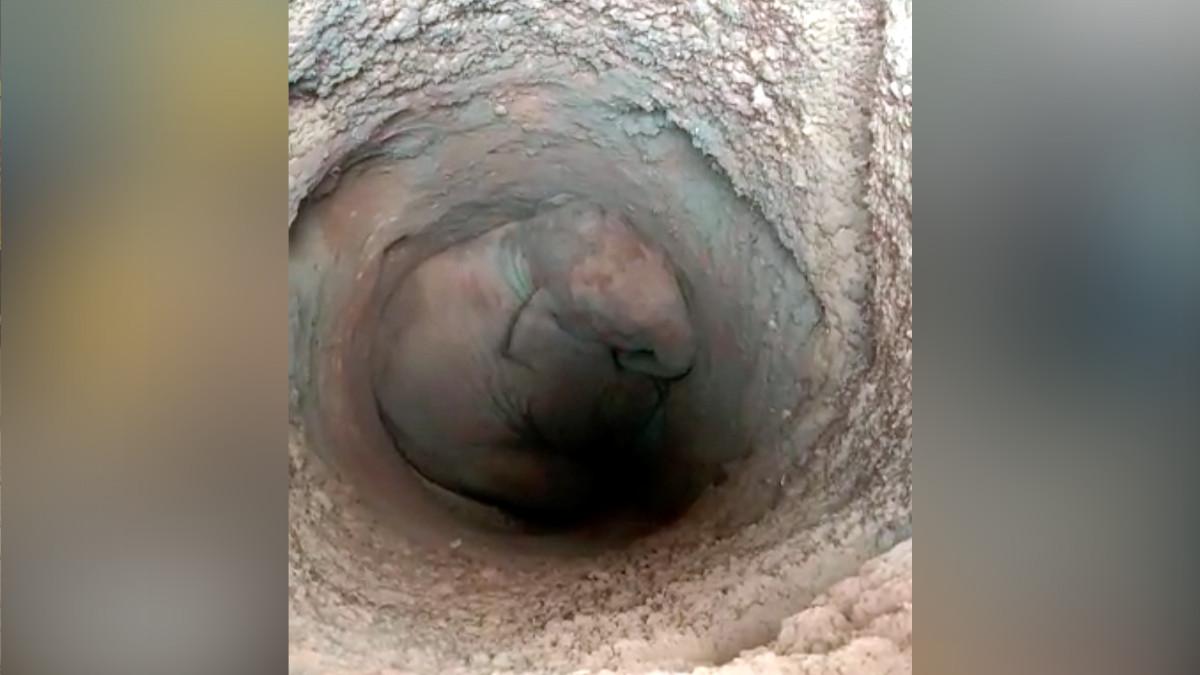 कुएं में ग‍िरा हाथी का बच्चा.