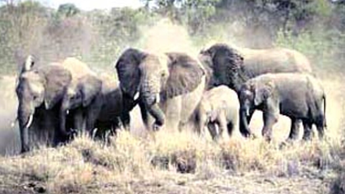  कुएं में ग‍िरा हुआ था हाथी का बच्चा, जेसीबी मशीन से खुदाई के बाद क‍िया रेस्क्यू