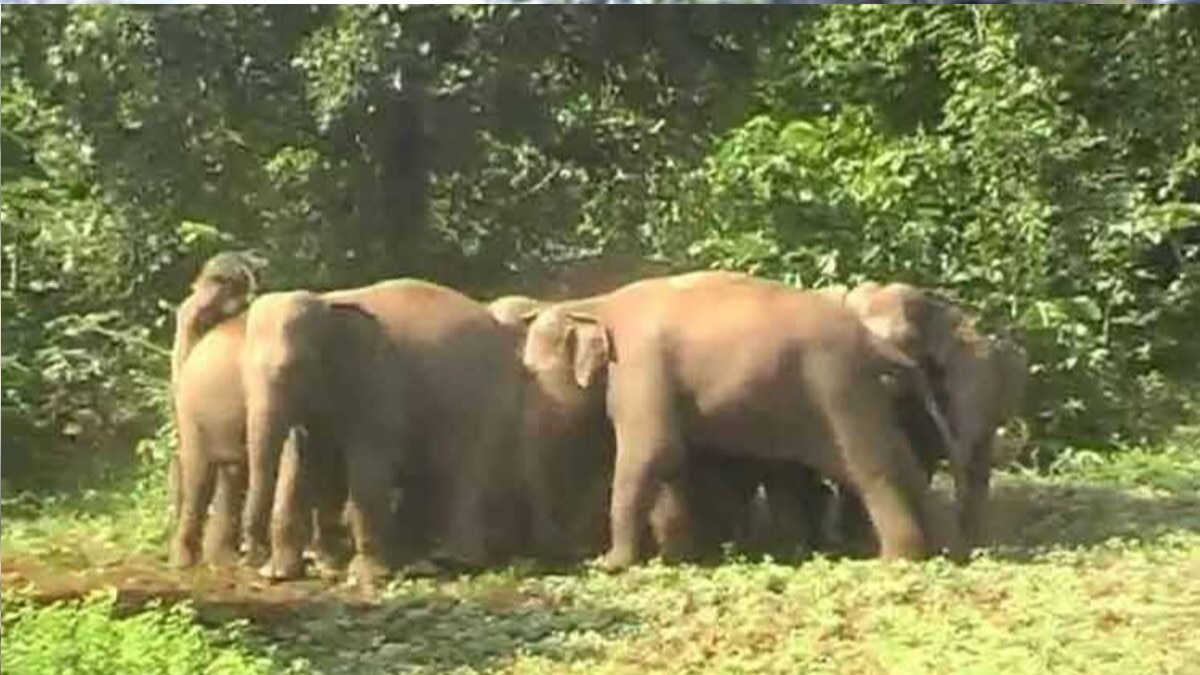 कुएं में ग‍िरा हुआ था हाथी का बच्चा, जेसीबी मशीन से खुदाई के बाद क‍िया रेस्क्यू