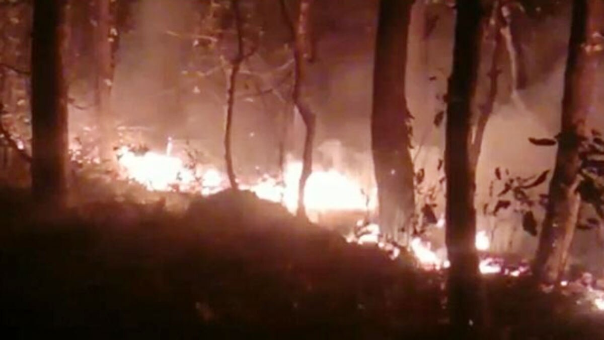 दुधवा के जंगल में अचानक लगी आग