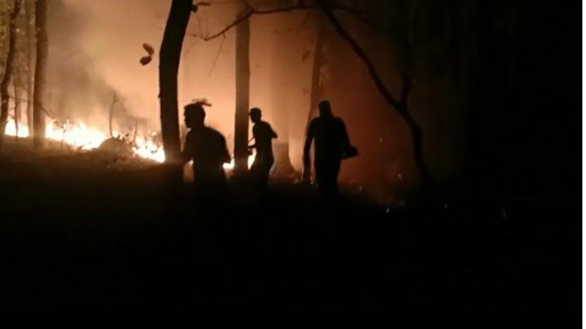 दुधवा के जंगल में अचानक लगी आग